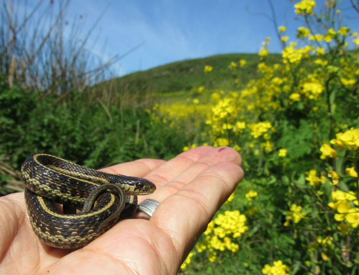 Coast Garter Snake